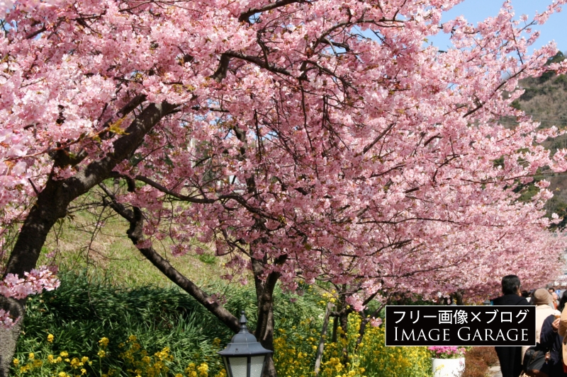 伊豆河津町の河津桜のフリー写真素材（無料画像）