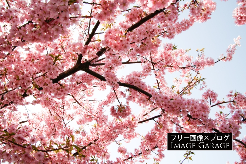 河津桜（伊豆・河津町）のフリー写真素材（無料画像）