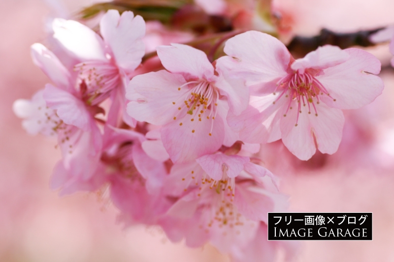 河津桜の花のフリー写真素材（無料画像）
