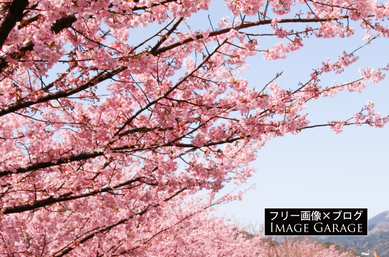 河津桜のフリー写真素材（無料画像）
