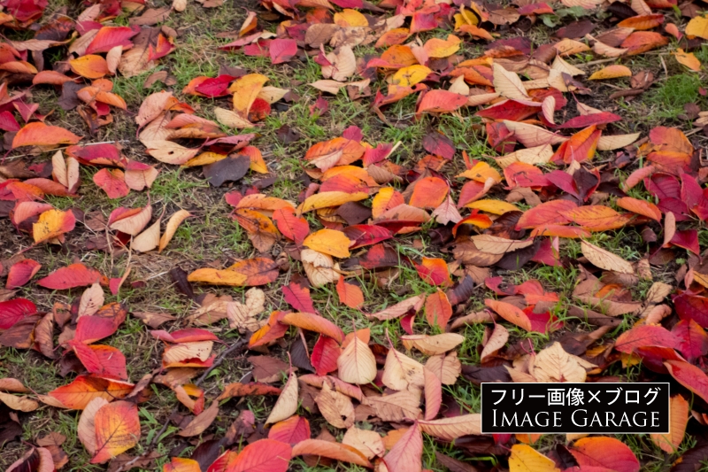 落ち葉のフリー写真素材（無料画像）