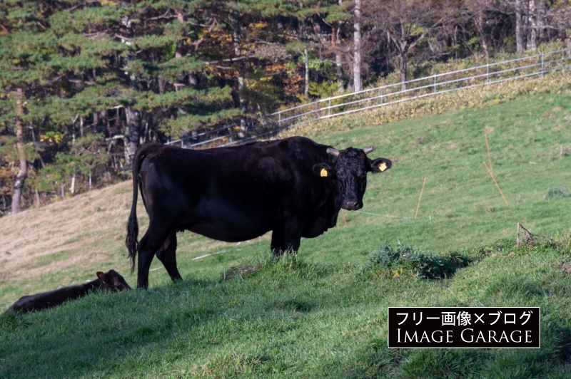 黒い牛・黒毛和種のフリー写真素材（無料画像）