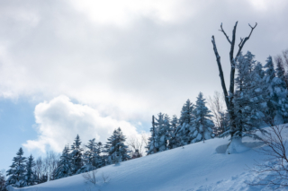 雪と木のある景色