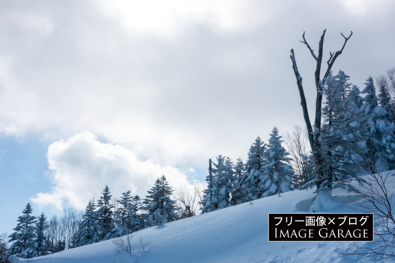 雪と木のある景色のフリー写真素材（無料画像）