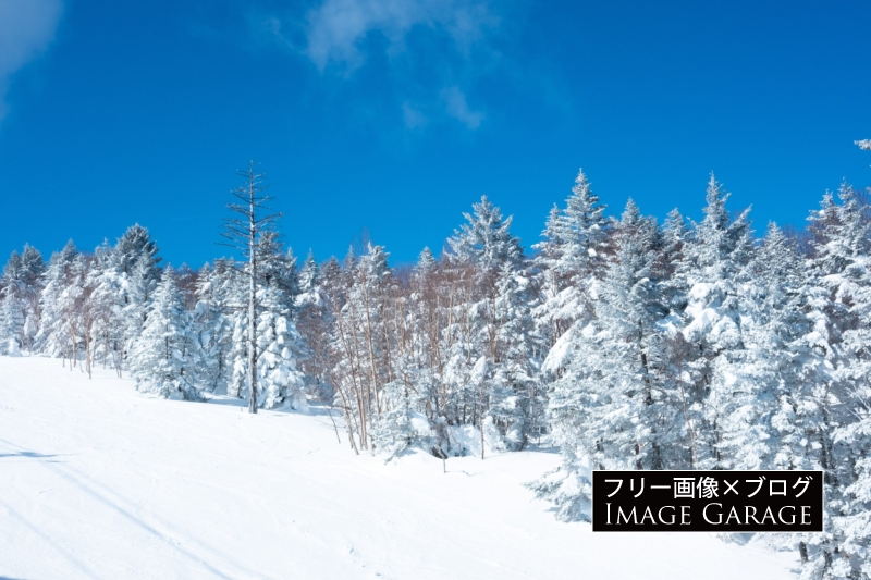ゲレンデから見る白い木と青い空のフリー写真素材（無料画像）
