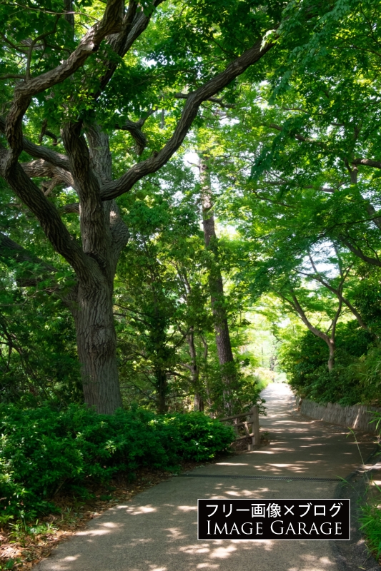 緑の小径（綱島公園）のフリー写真素材（無料画像）