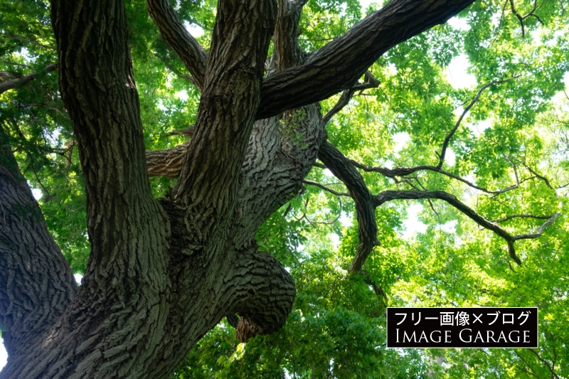 公園の木のフリー写真素材（無料画像）