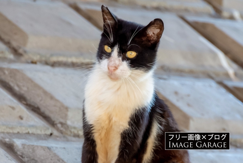 川住みの野良猫のフリー写真素材（無料画像）