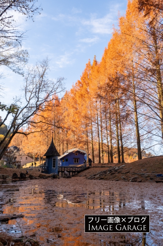 あけぼの子どもの森公園・メタセコイアの紅葉のフリー写真素材（無料画像）