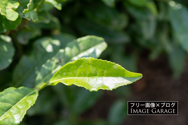 お茶の葉（チャノキの葉）のフリー写真素材（無料画像）
