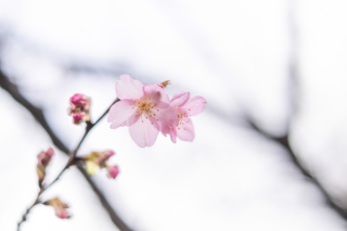 雨の日の河津桜・咲き始めの儚い雰囲気