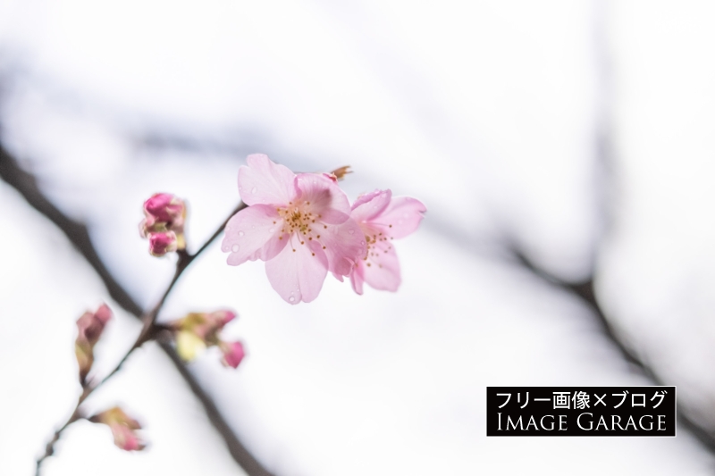 雨の日の河津桜・咲き始めの儚い雰囲気のフリー写真素材（無料画像）