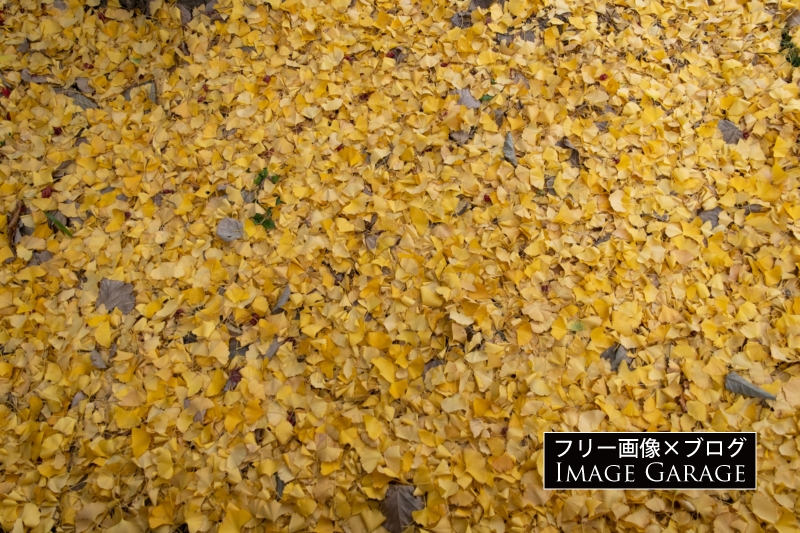 地面に敷き詰められたイチョウの落ち葉のフリー写真素材（無料画像）