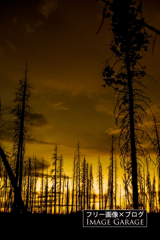 イエローストーンの立ち枯れの森のフリー写真素材（無料画像）