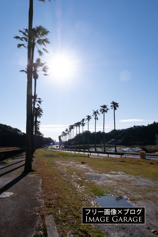 国道127号線のヤシ並木（千葉県館山市）のフリー写真素材（無料画像）