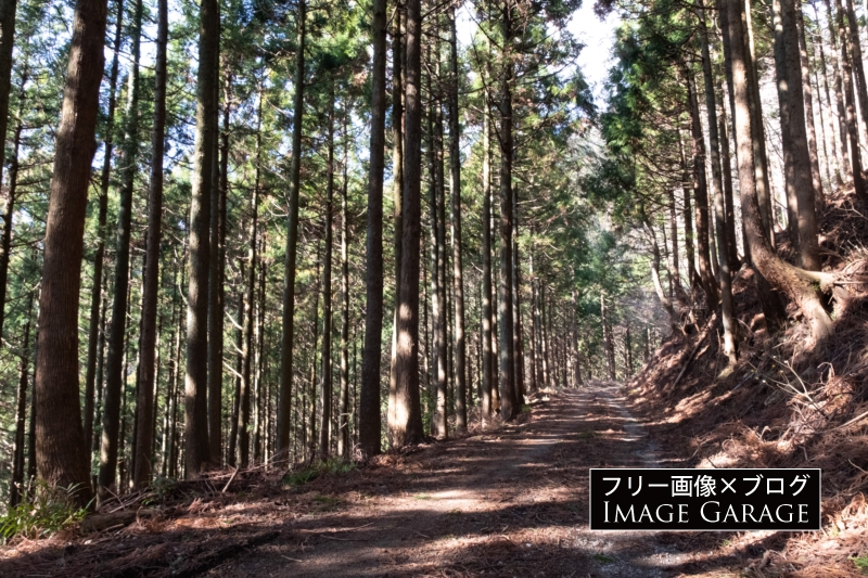林道（春岳線）のフリー写真素材（無料画像）