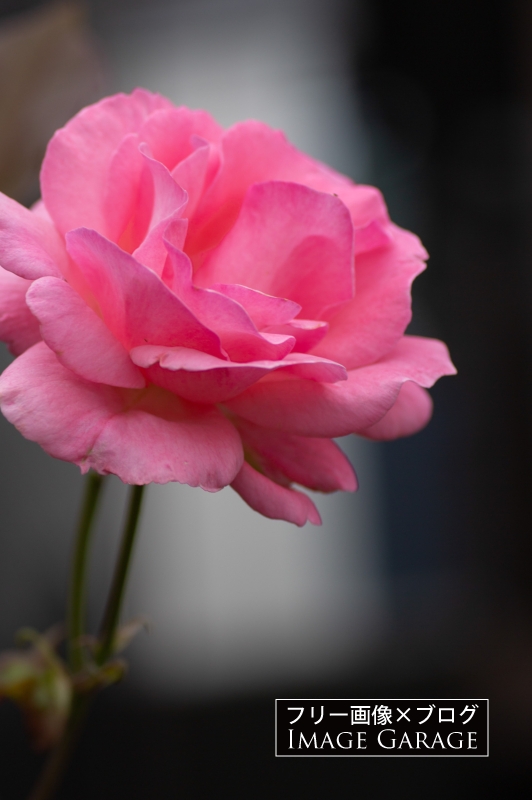 ピンクのバラのフリー写真素材（無料画像）