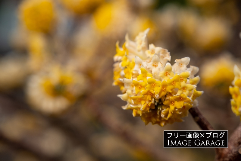 ミツマタの花のフリー写真素材（無料画像）