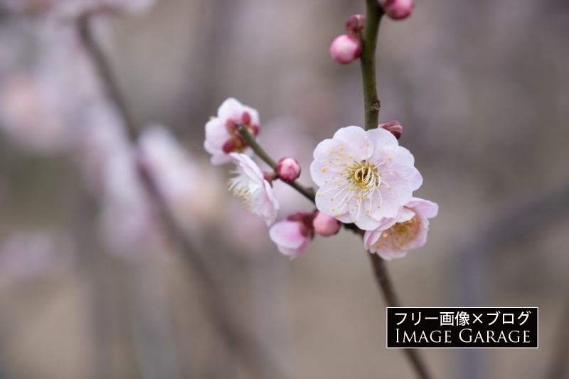 ピンク色の梅の花のフリー写真素材（無料画像）