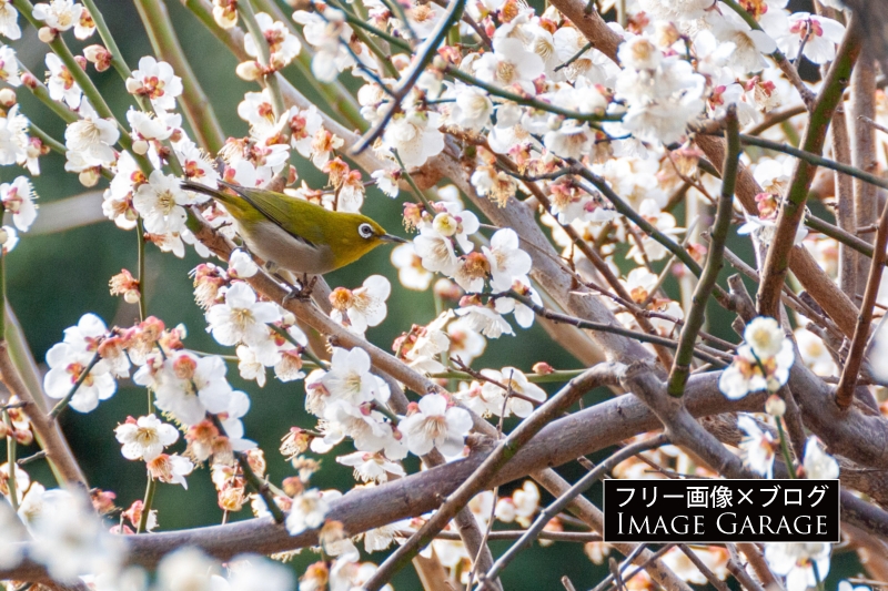 メジロと梅の花のフリー写真素材（無料画像）
