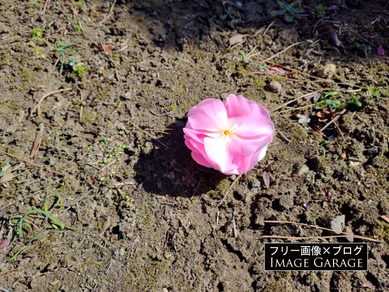 地面に落ちたツバキの花のフリー写真素材（無料画像）