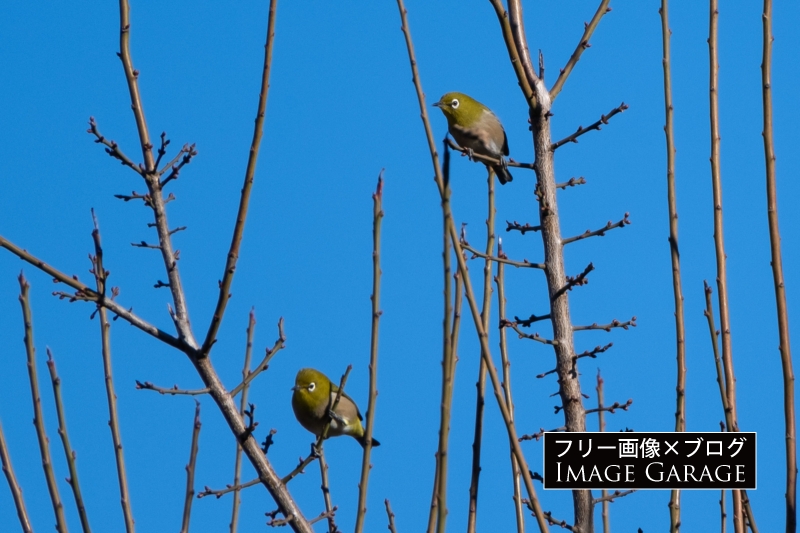 木にとまる2羽のメジロのフリー写真素材（無料画像）