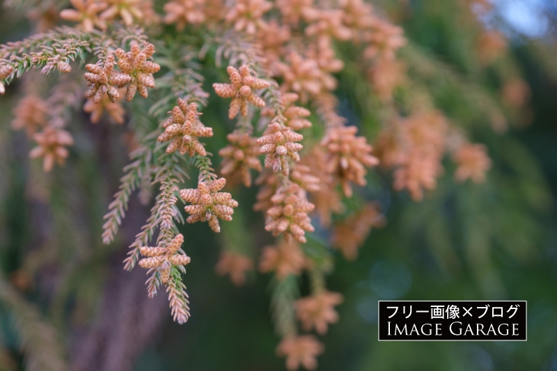 スギ花粉を飛ばすスギの雄花のフリー写真素材（無料画像）