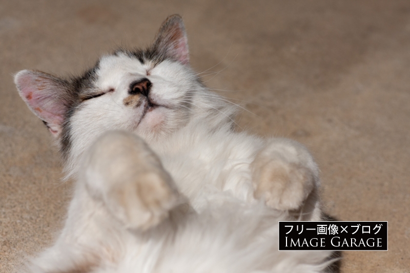 お腹を見せる猫のフリー写真素材（無料画像）