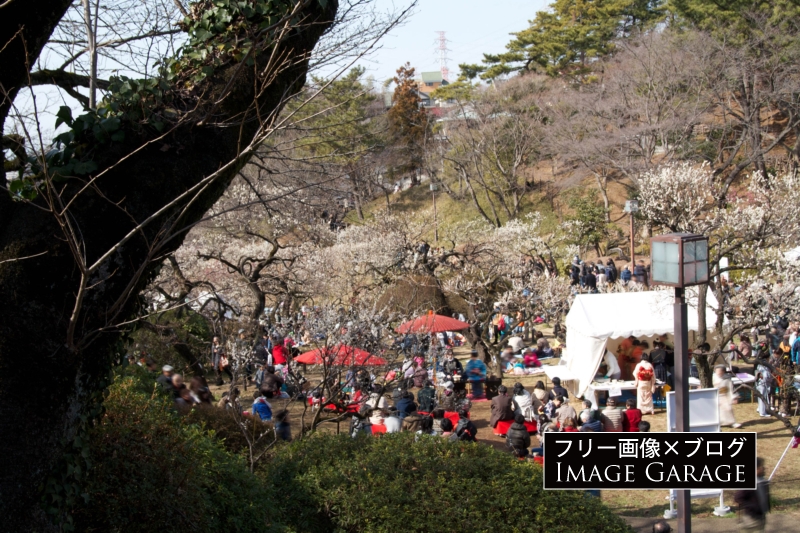 大倉山公園梅林の観梅会の写真は無料で使えるフリー写真素材です。何かの際に是非お役立て下さい。