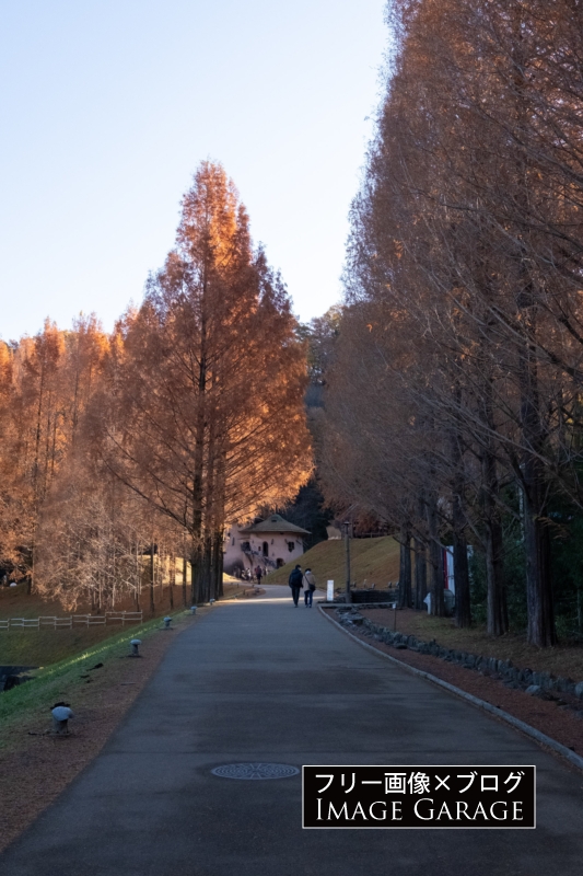 あけぼの子どもの森公園・入口の坂と紅葉のフリー写真素材（無料画像）