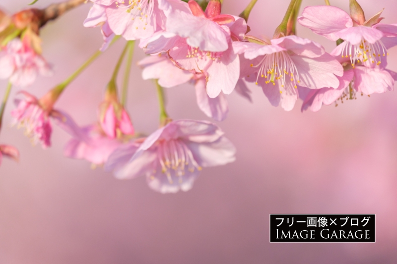 河津桜の花のフリー写真素材（無料画像）