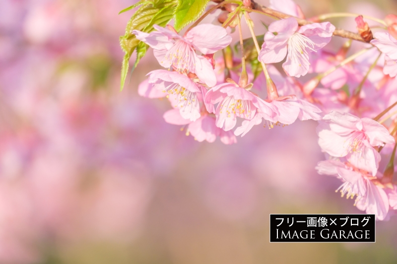 ふんわり明るい河津桜のフリー写真素材（無料画像）