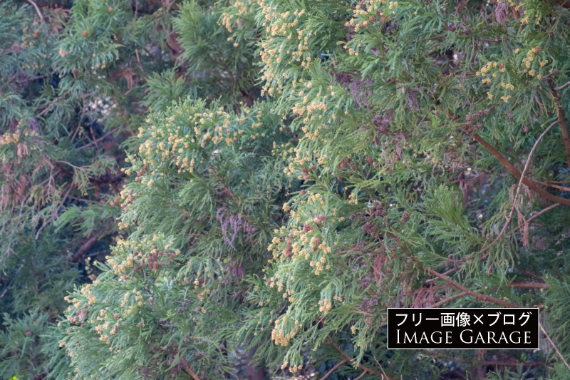 花の咲いた杉の木のフリー写真素材（無料画像）
