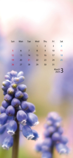 季節の花カレンダー 2023年3月（ムスカリ）
