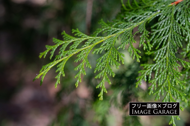 ヒノキの葉のフリー写真素材（無料画像）