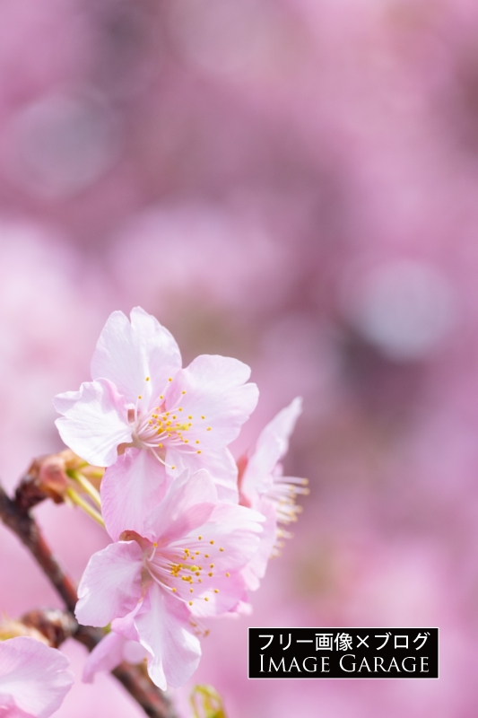 河津桜（縦）のフリー写真素材（無料画像）