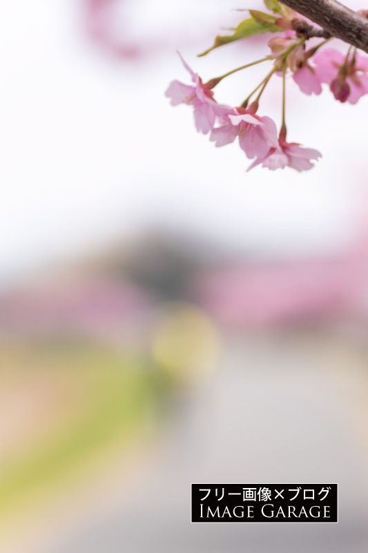 ふわっとボケ背景の河津桜（縦位置）のフリー写真素材（無料画像）