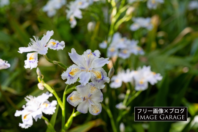 シャガの花のフリー写真素材（無料画像）