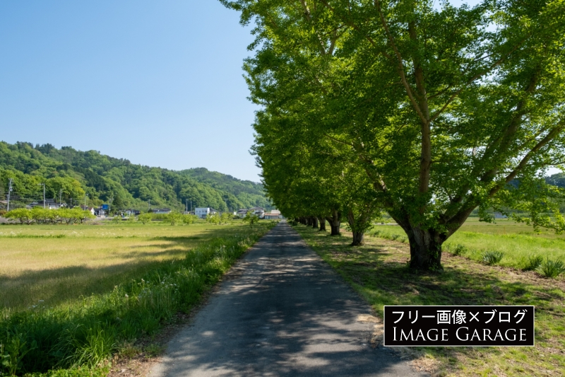 中川村渡場のイチョウ並木（5月）のフリー写真素材（無料画像）
