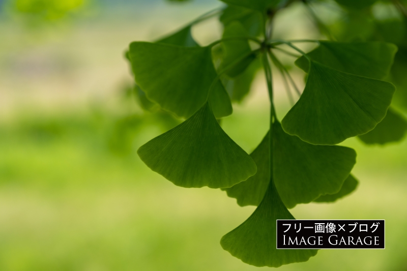 緑色のイチョウの葉のフリー写真素材（無料画像）