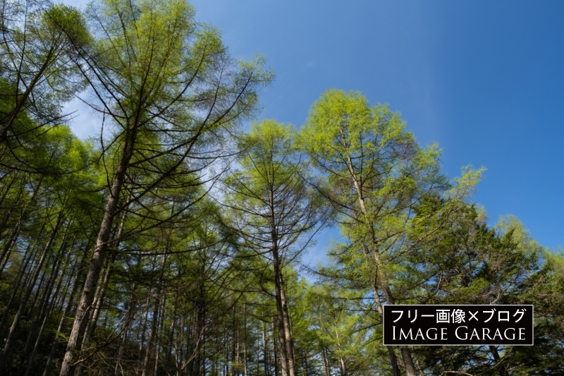 新緑の爽やかなカラマツの木のフリー写真素材（無料画像）