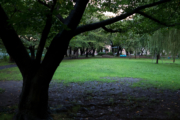 雨上がりの佐江戸公園