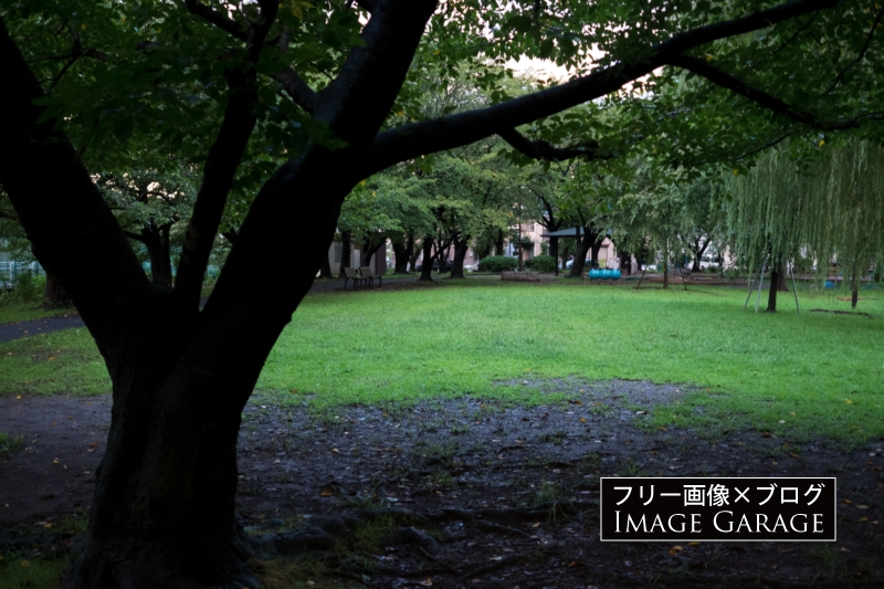 雨上がりの佐江戸公園のフリー写真素材（無料画像）