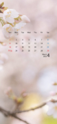 季節の花カレンダー 2023年4月（ソメイヨシノ）