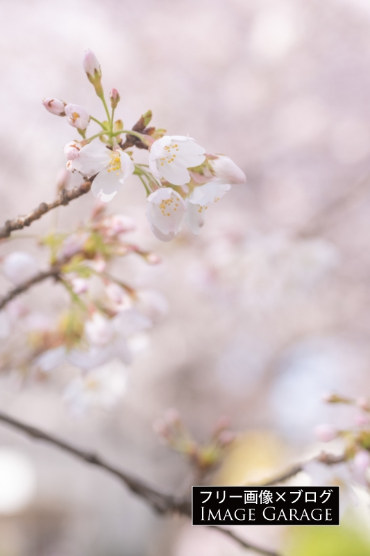 桜（ソメイヨシノ）のフリー写真素材（無料画像）