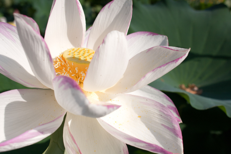 白い蓮の花のフリー写真素材