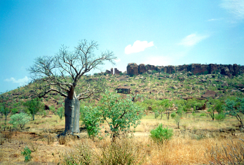 バオバブの木のフリー写真素材