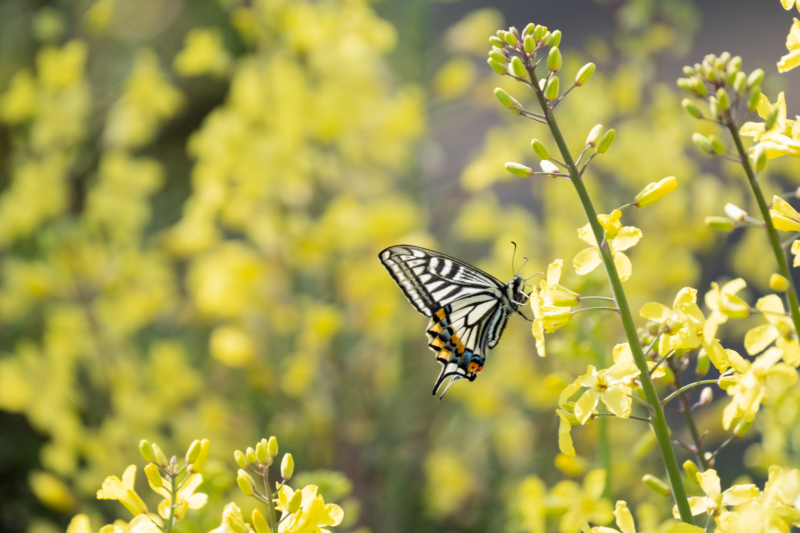 葉ボタンの花とアゲハ蝶のフリー写真素材