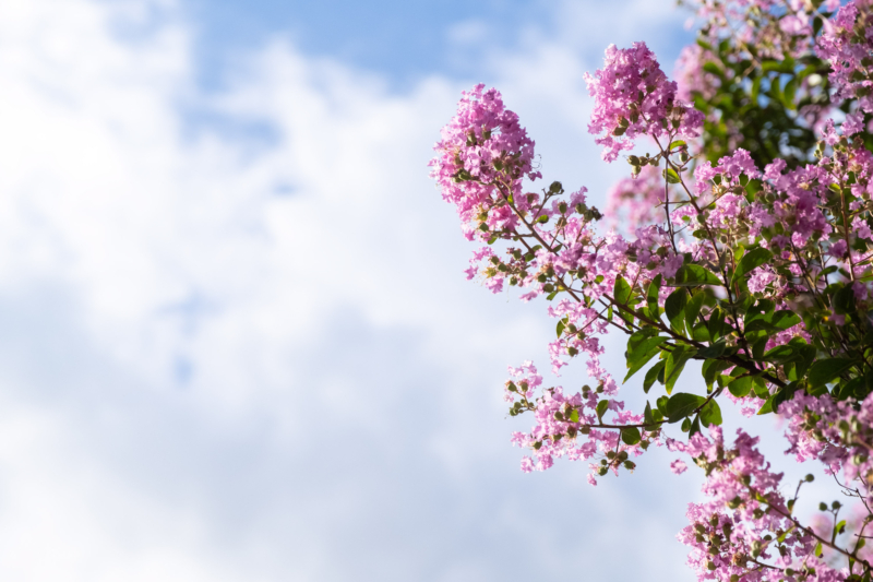 ピンクのサルスベリの花のフリー写真素材