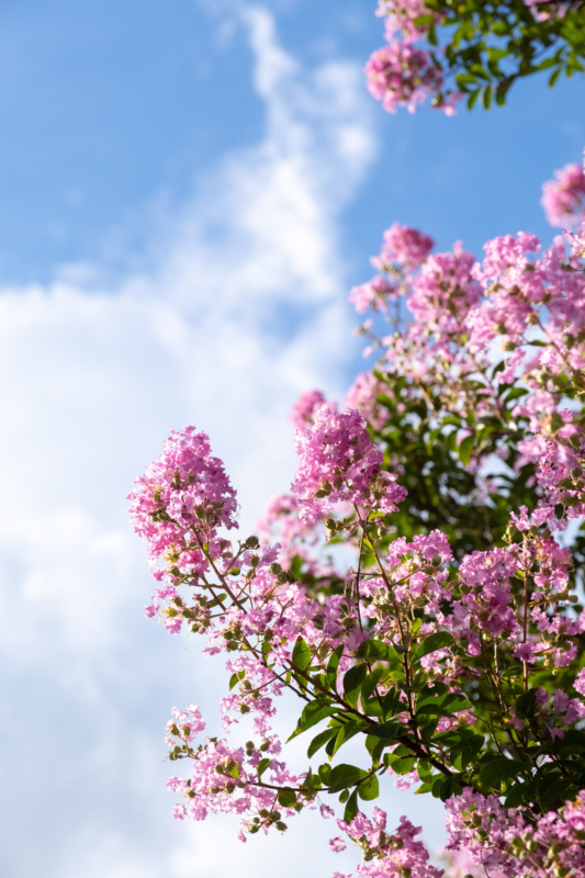 ピンクのサルスベリの花のフリー写真素材